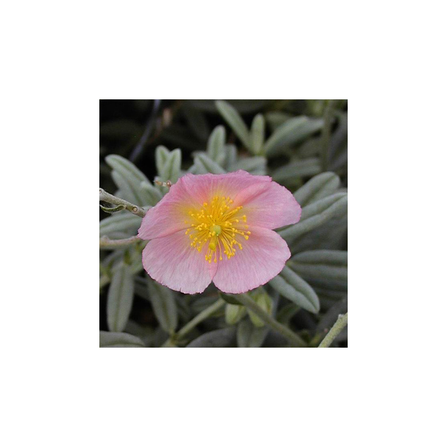 Plantes Vivaces HELIANTHEMUM 'Rhodanthe Carneum' - Hélianthème en vente - Pépinière Lepage .
