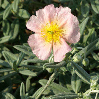Plantes Vivaces HELIANTHEMUM 'Rhodanthe Carneum' - Hélianthème en vente - Pépinière Lepage .
