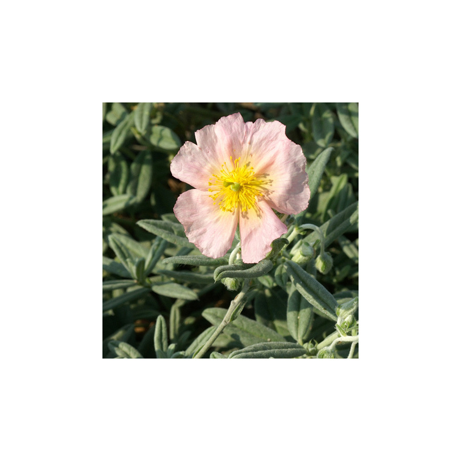 Plantes Vivaces HELIANTHEMUM 'Rhodanthe Carneum' - Hélianthème en vente - Pépinière Lepage .