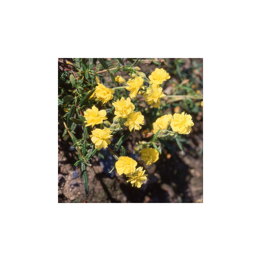Plantes Vivaces HELIANTHEMUM 'Sulphureum Plenum' - Hélianthème en vente - Pépinière Lepage .
