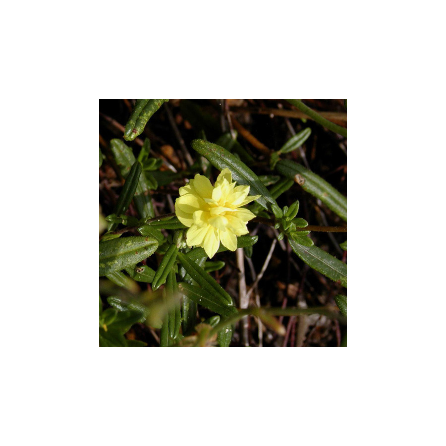 Plantes Vivaces HELIANTHEMUM 'Sulphureum Plenum' - Hélianthème en vente - Pépinière Lepage .