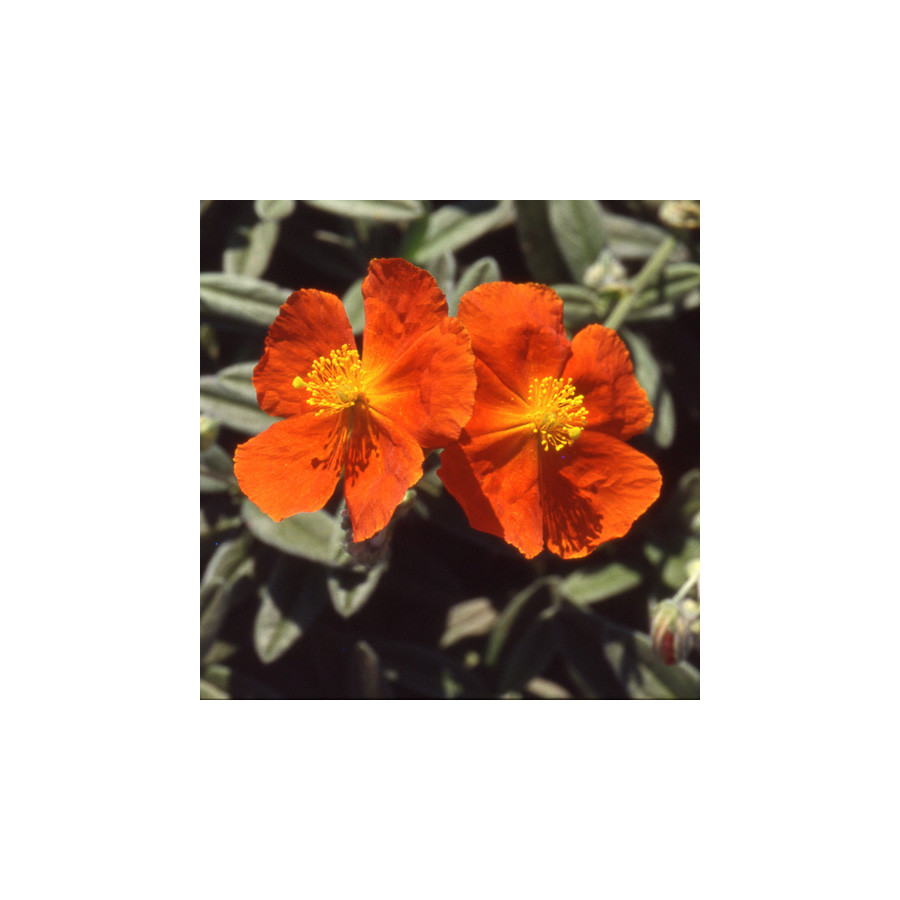 Plantes Vivaces HELIANTHEMUM 'Tomato Red' - Hélianthème en vente - Pépinière Lepage .