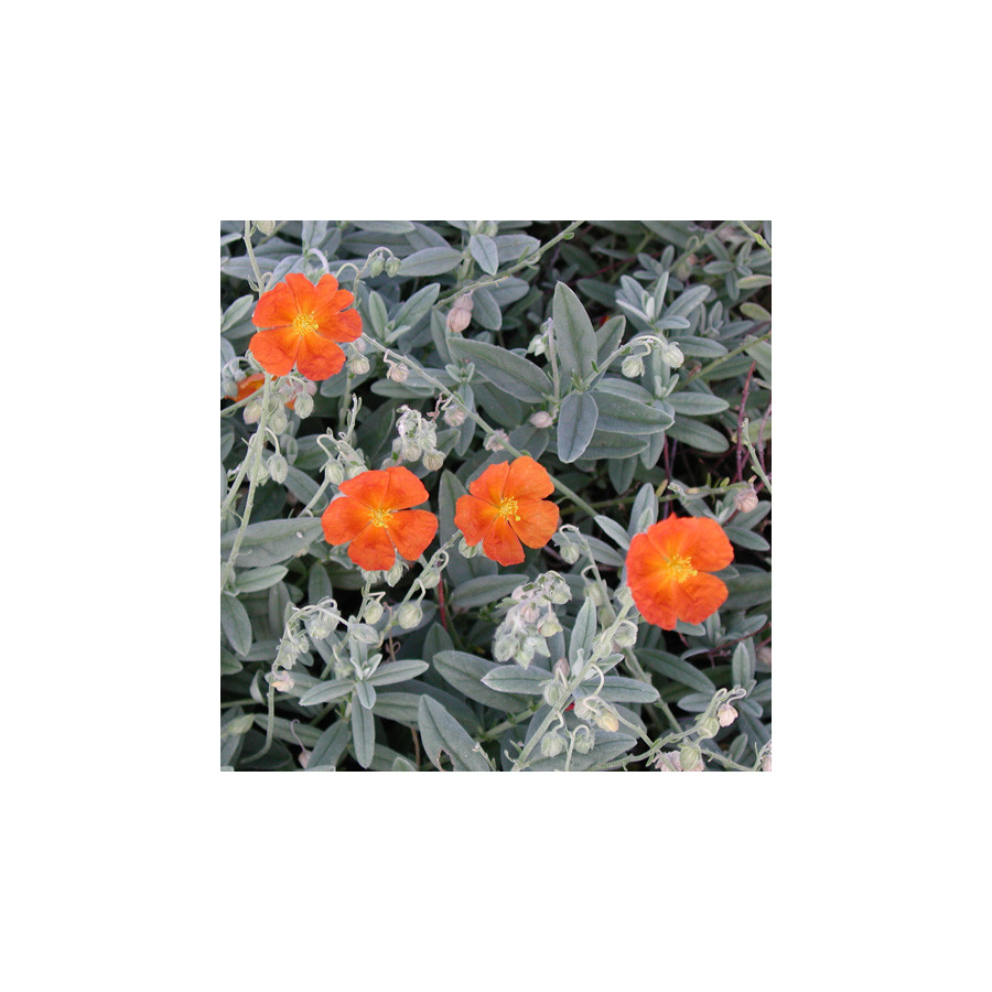 Plantes Vivaces HELIANTHEMUM 'Tomato Red' - Hélianthème en vente - Pépinière Lepage .