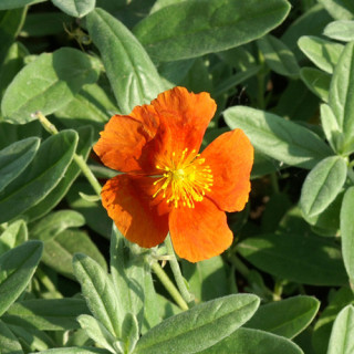 Plantes Vivaces HELIANTHEMUM 'Tomato Red' - Hélianthème en vente - Pépinière Lepage .