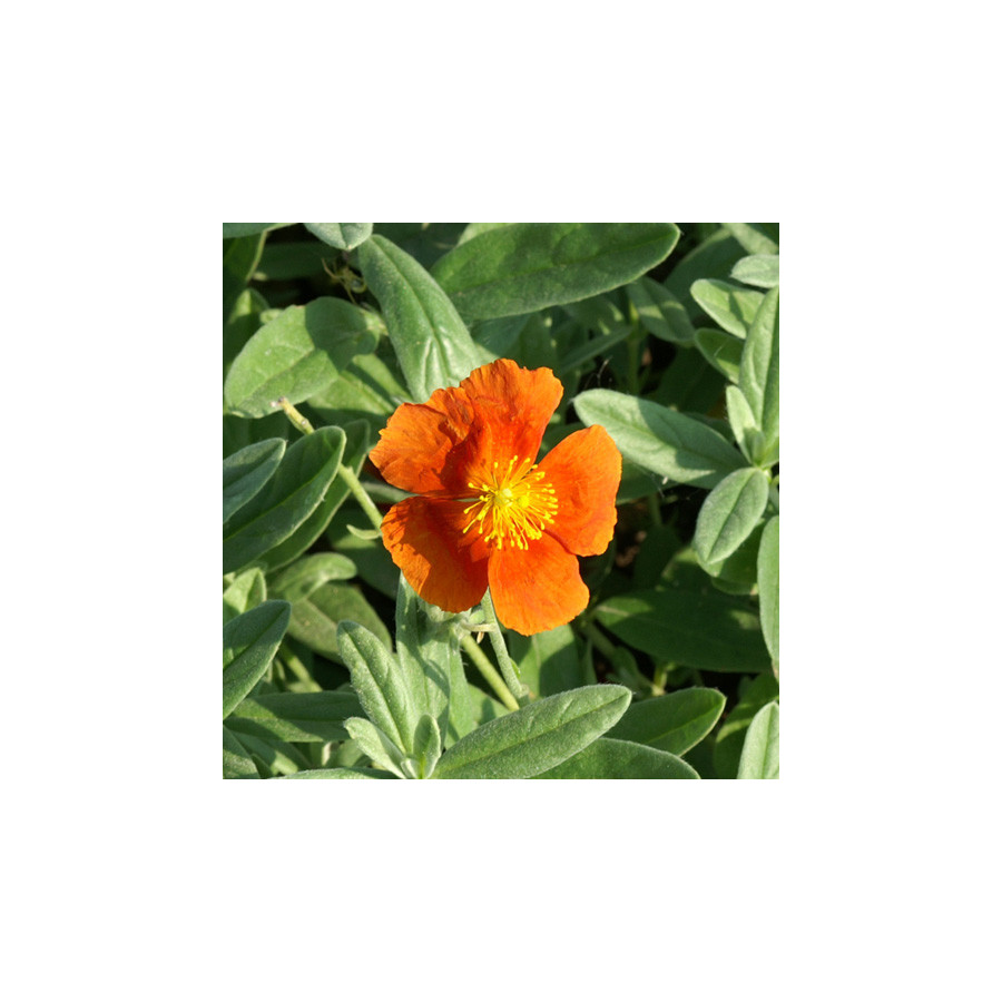 Plantes Vivaces HELIANTHEMUM 'Tomato Red' - Hélianthème en vente - Pépinière Lepage .