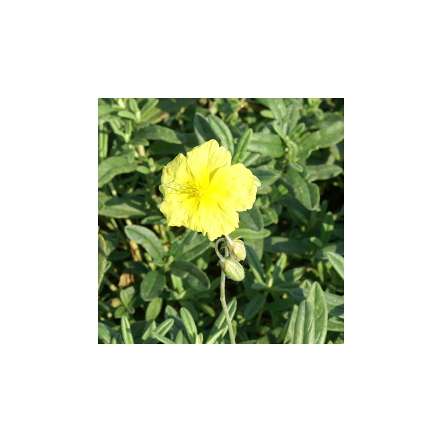 Plantes Vivaces HELIANTHEMUM 'Wisley Primrose' - Hélianthème en vente - Pépinière Lepage .