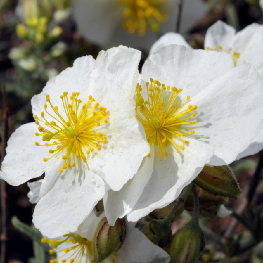 Plantes Vivaces HELIANTHEMUM apenninum - Hélianthème en vente - Hélianthème des Apennins en vente - Pépinière Lepage .