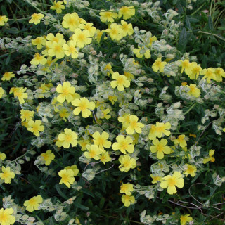 plantes-vivaces-helianthemum-nummularium-heliantheme-en-vente-pepiniere-lepage-