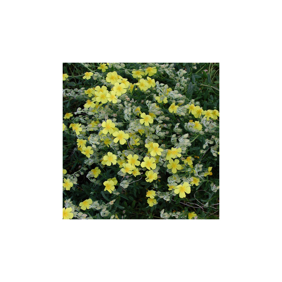 Plantes Vivaces HELIANTHEMUM nummularium - Hélianthème en vente - Pépinière Lepage .