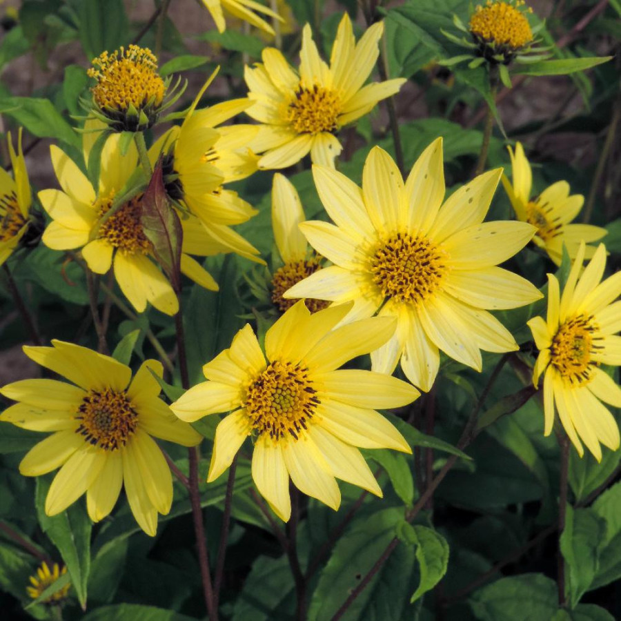Plantes Vivaces HELIANTHUS 'Lemon Queen' - Soleil en vente - Pépinière Lepage .