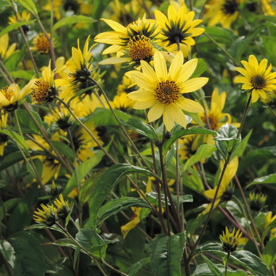 Plantes Vivaces HELIANTHUS 'Lemon Queen' - Soleil en vente - Pépinière Lepage .