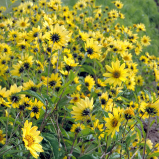 Plantes Vivaces HELIANTHUS 'Lemon Queen' - Soleil en vente - Pépinière Lepage .