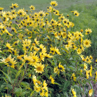 Plantes Vivaces HELIANTHUS 'Lemon Queen' - Soleil en vente - Pépinière Lepage .