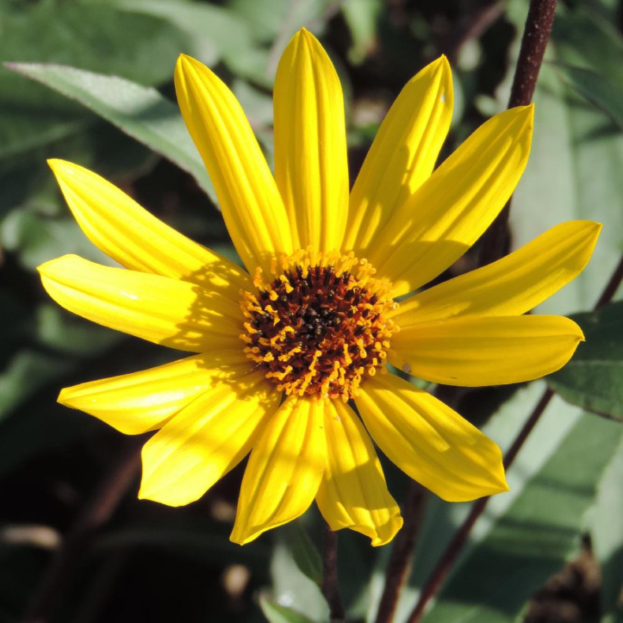 Plantes Vivaces HELIANTHUS atrorubens - Soleil en vente - Pépinière Lepage .