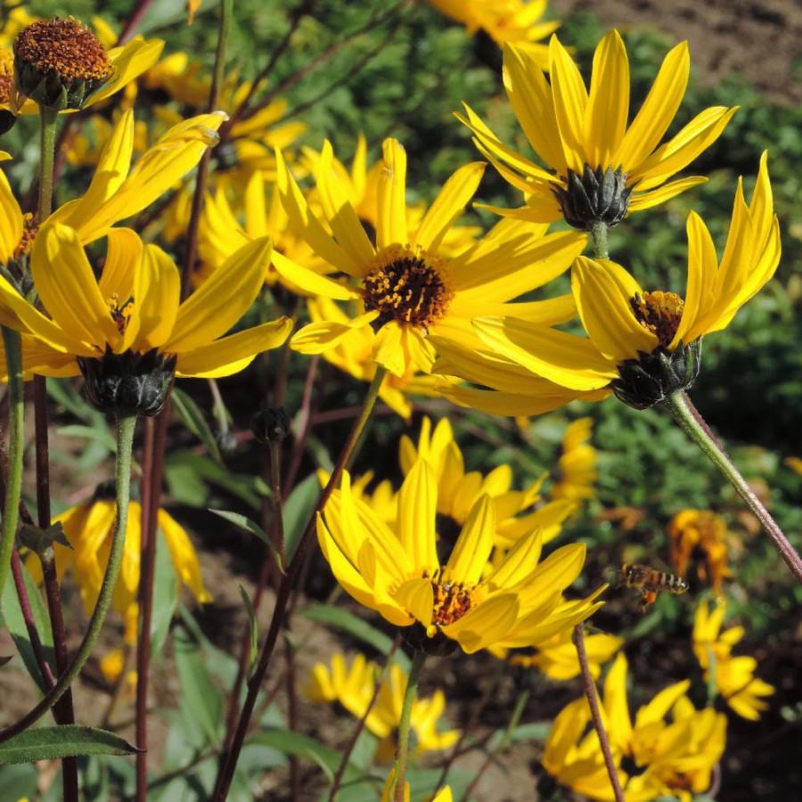 Plantes Vivaces HELIANTHUS atrorubens - Soleil en vente - Pépinière Lepage .