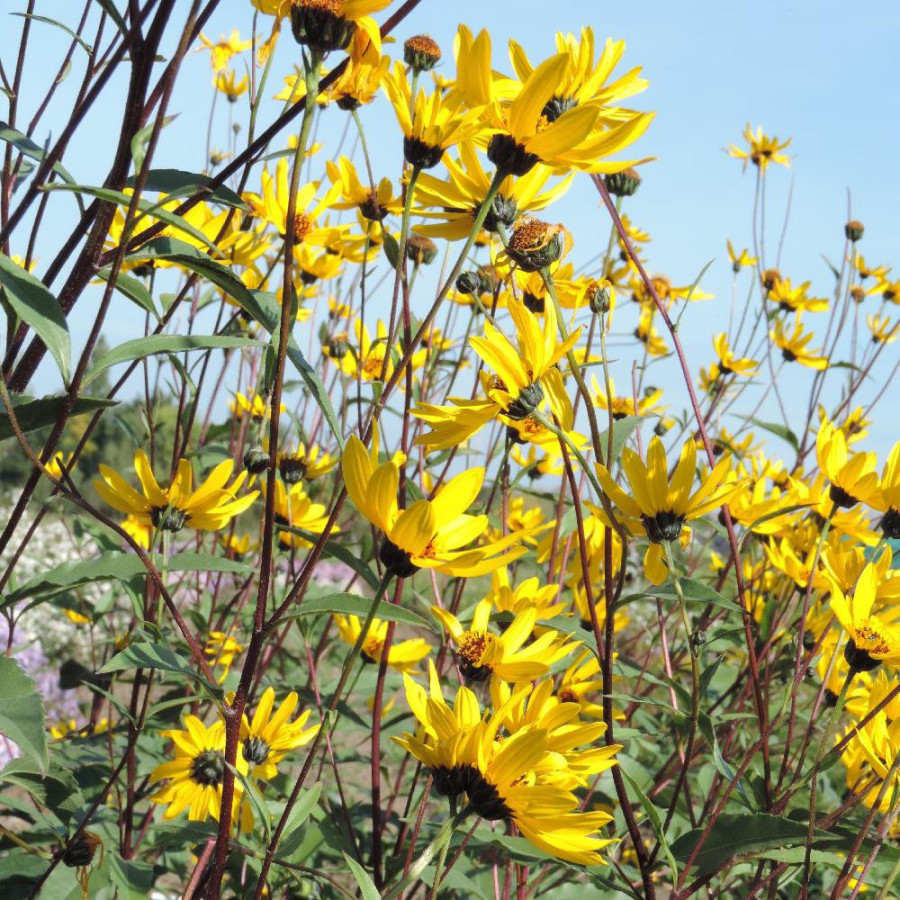 Plantes Vivaces HELIANTHUS atrorubens - Soleil en vente - Pépinière Lepage .
