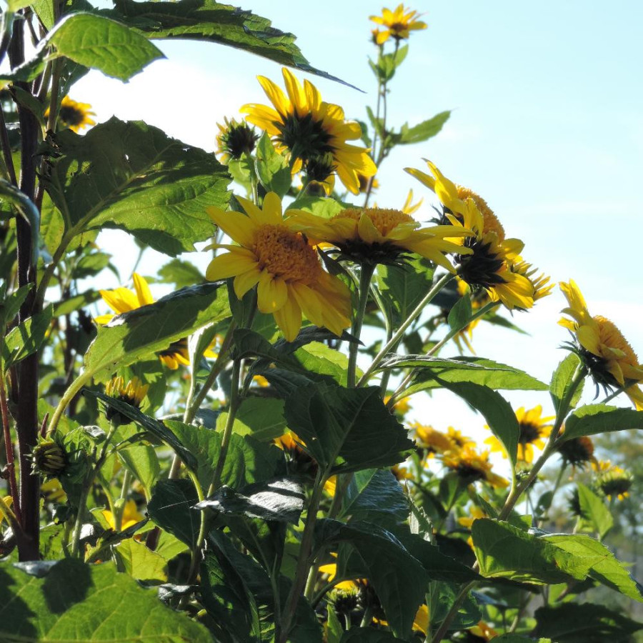 Plantes Vivaces HELIANTHUS decapetalus 'Capenoch Star' - Soleil en vente - Pépinière Lepage .