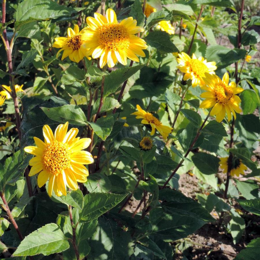 Plantes Vivaces HELIANTHUS decapetalus 'Capenoch Star' - Soleil en vente - Pépinière Lepage .