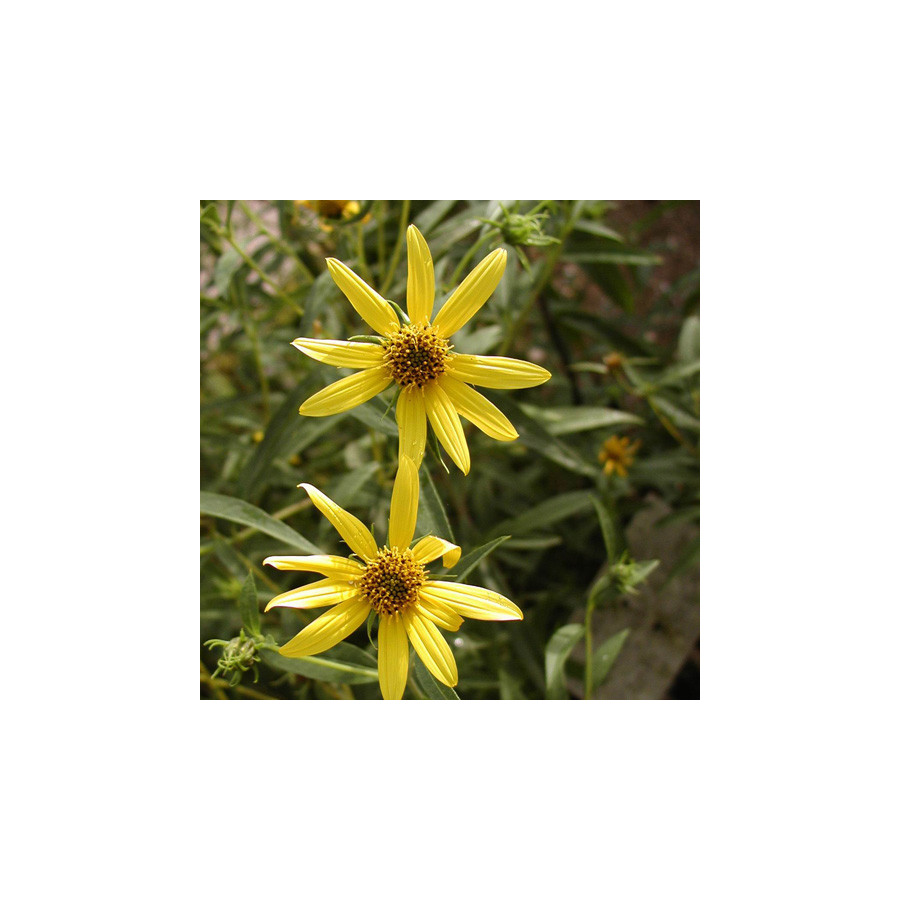 Plantes Vivaces HELIANTHUS salicifolius - Soleil en vente - Pépinière Lepage .