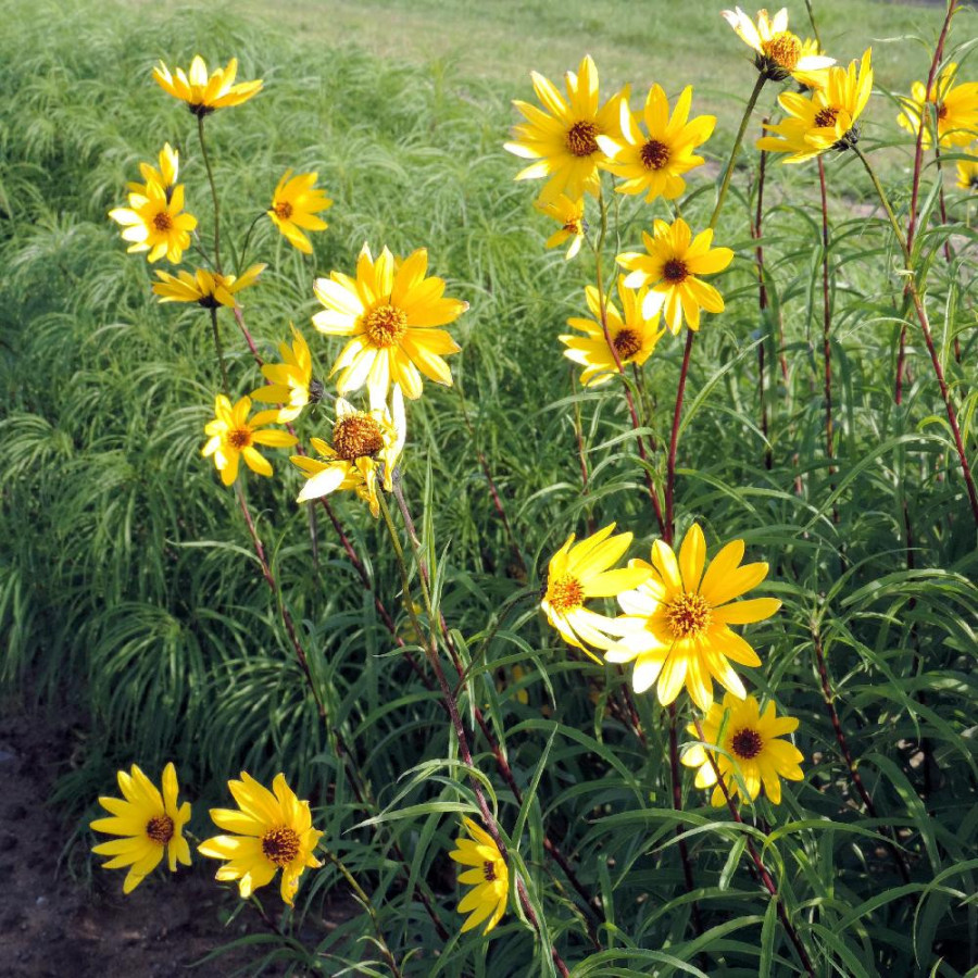 plantes-vivaces-helianthus-salicifolius-var-orgyalis-soleil-en-vente-pepiniere-lepage-