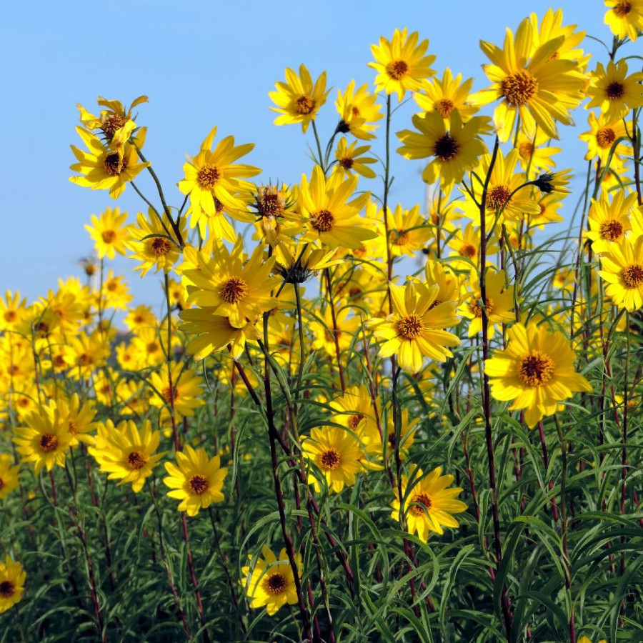plantes-vivaces-helianthus-salicifolius-var-orgyalis-soleil-en-vente-pepiniere-lepage-