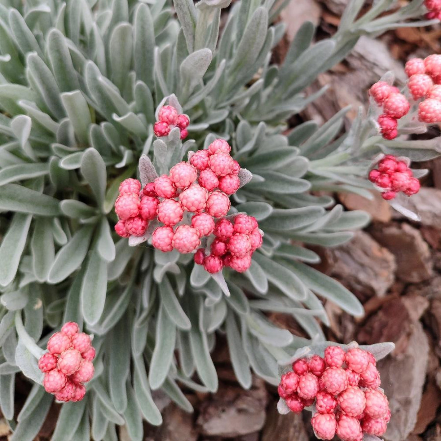 HELICHRYSUM amorginum 'Ruby Cluster' ®