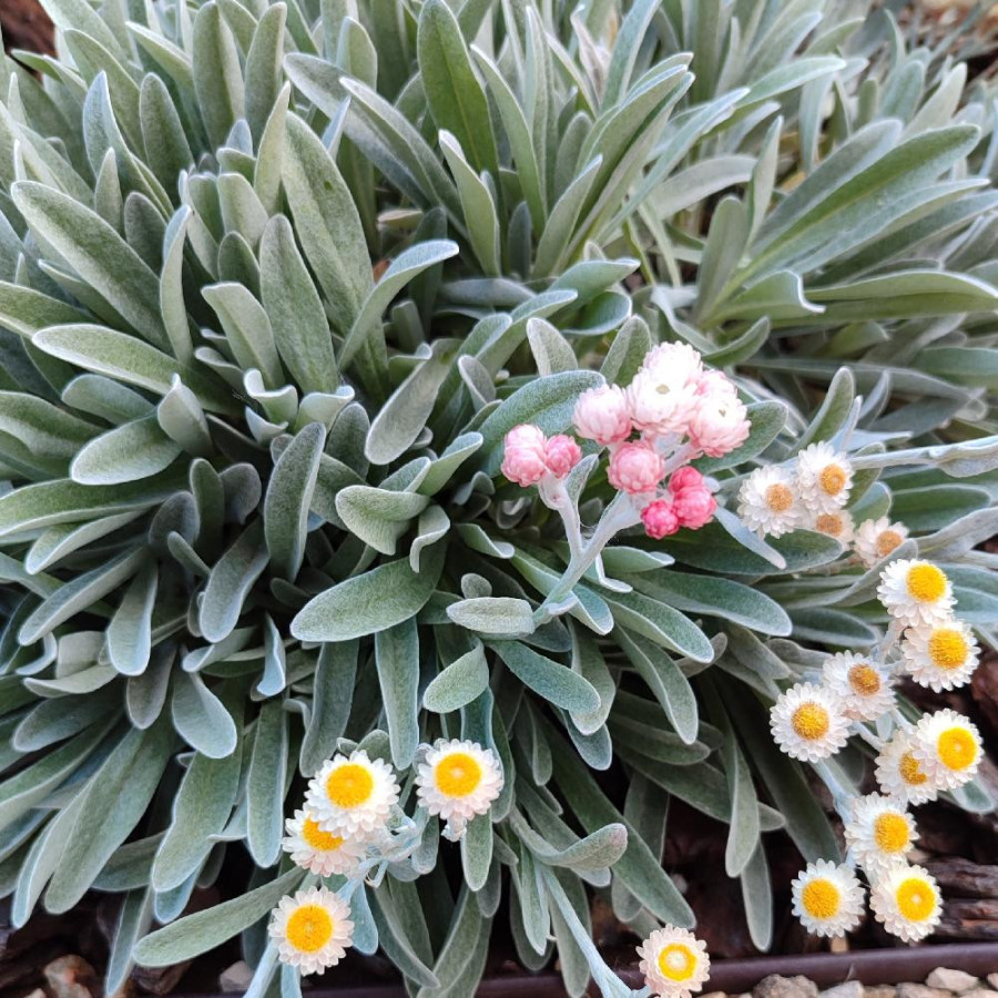 HELICHRYSUM amorginum 'Ruby Cluster' ®