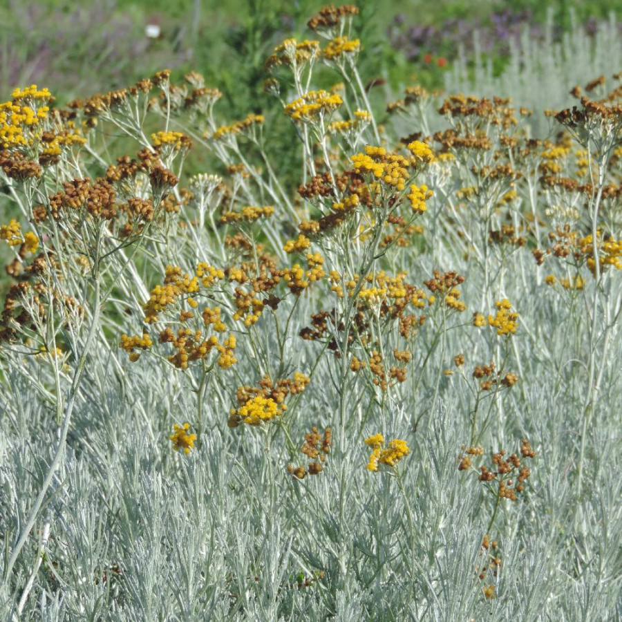 Plantes Vivaces HELICHRYSUM italicum - Immortelle en vente - Herbe au curry en vente - Pépinière Lepage .