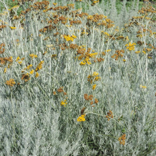 Plantes Vivaces HELICHRYSUM italicum - Immortelle en vente - Herbe au curry en vente - Pépinière Lepage .