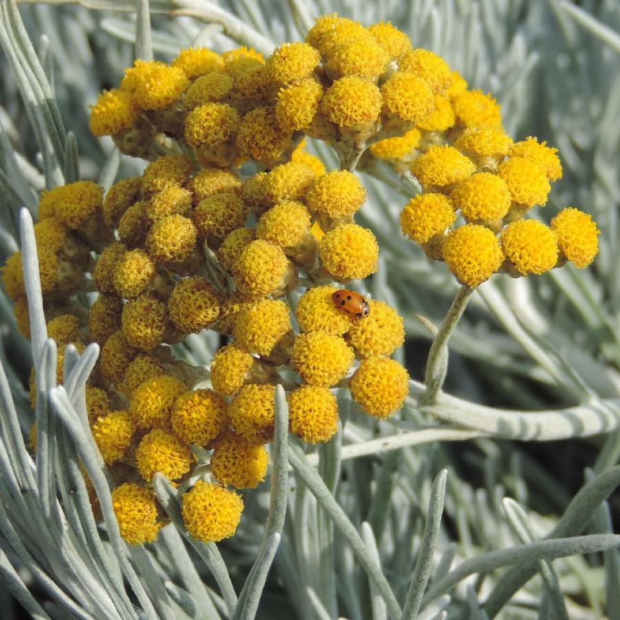 Plantes Vivaces HELICHRYSUM italicum 'Weisses Wunder' - Immortelle en vente - Herbe au curry en vente - Pépinière Lepage .