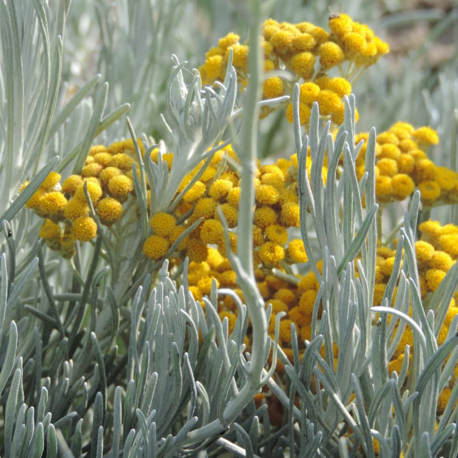 Plantes Vivaces HELICHRYSUM italicum 'Weisses Wunder' - Immortelle en vente - Herbe au curry en vente - Pépinière Lepage .