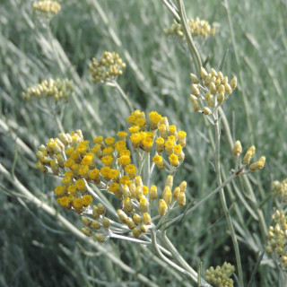 plantes-vivaces-helichrysum-italicum-ssp-serotinum-immortelle-en-vente-herbe-au-curry-en-vente-pepiniere-lepage-