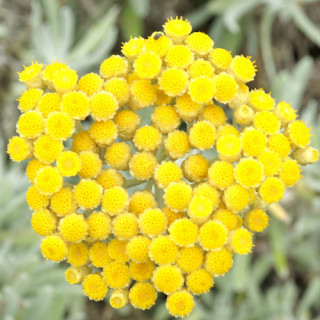 plantes-vivaces-helichrysum-orientale-immortelle-en-vente-immortelle-d-orient-en-vente-pepiniere-lepage-
