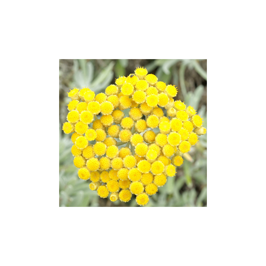 Plantes Vivaces HELICHRYSUM orientale - Immortelle en vente - Immortelle d'Orient en vente - Pépinière Lepage .