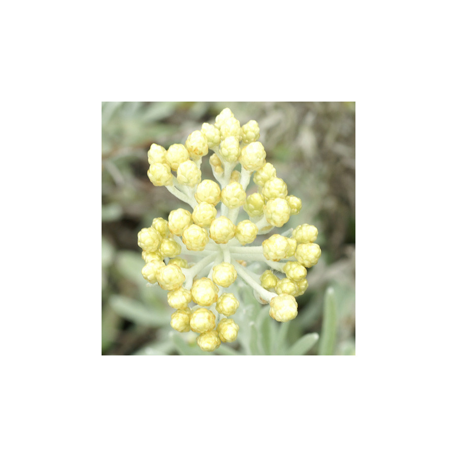 Plantes Vivaces HELICHRYSUM orientale - Immortelle en vente - Immortelle d'Orient en vente - Pépinière Lepage .