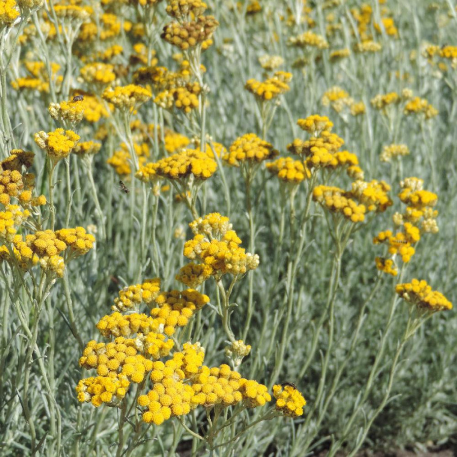 Plantes Vivaces HELICHRYSUM stoechas - Immortelle  en vente - Immortelle des dunes en vente - Pépinière Lepage .