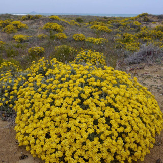 Plantes Vivaces HELICHRYSUM stoechas - Immortelle  en vente - Immortelle des dunes en vente - Pépinière Lepage .