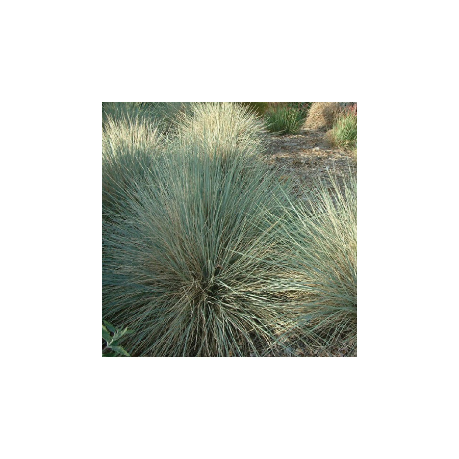 Plantes Vivaces HELICTOTRICHON sempervirens 'Pendula' - Avoine Vivace en vente - Pépinière Lepage .