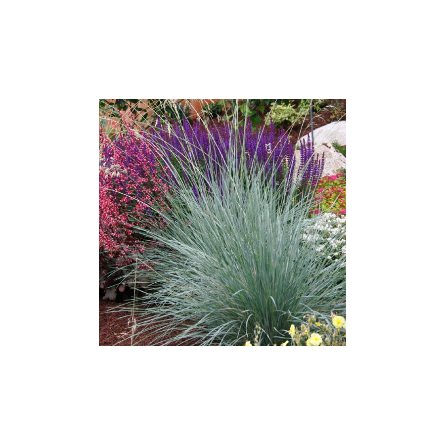 Plantes Vivaces HELICTOTRICHON sempervirens 'Pendula' - Avoine Vivace en vente - Pépinière Lepage .