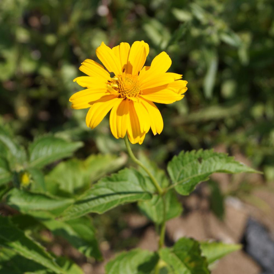 Plantes Vivaces HELIOPSIS helianthoides 'Summer Sun' - Héliopside en vente - Pépinière Lepage .