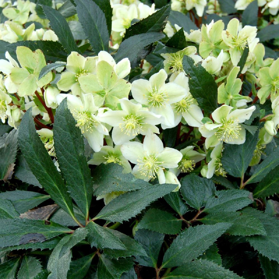 HELLEBORUS 'Honeyhill Joy'