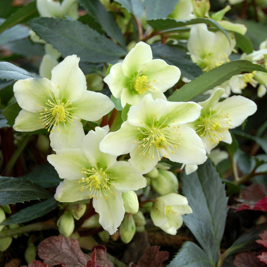 HELLEBORUS 'Honeyhill Joy'