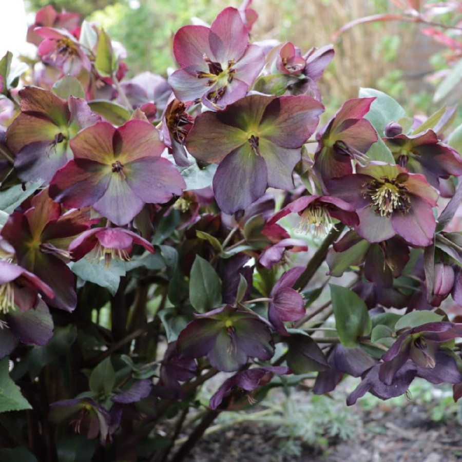 HELLEBORUS 'Star of Passion'