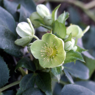 plantes-vivaces-helleborus-argutifolius-hellebore-de-corse-en-vente-pepiniere-lepage-