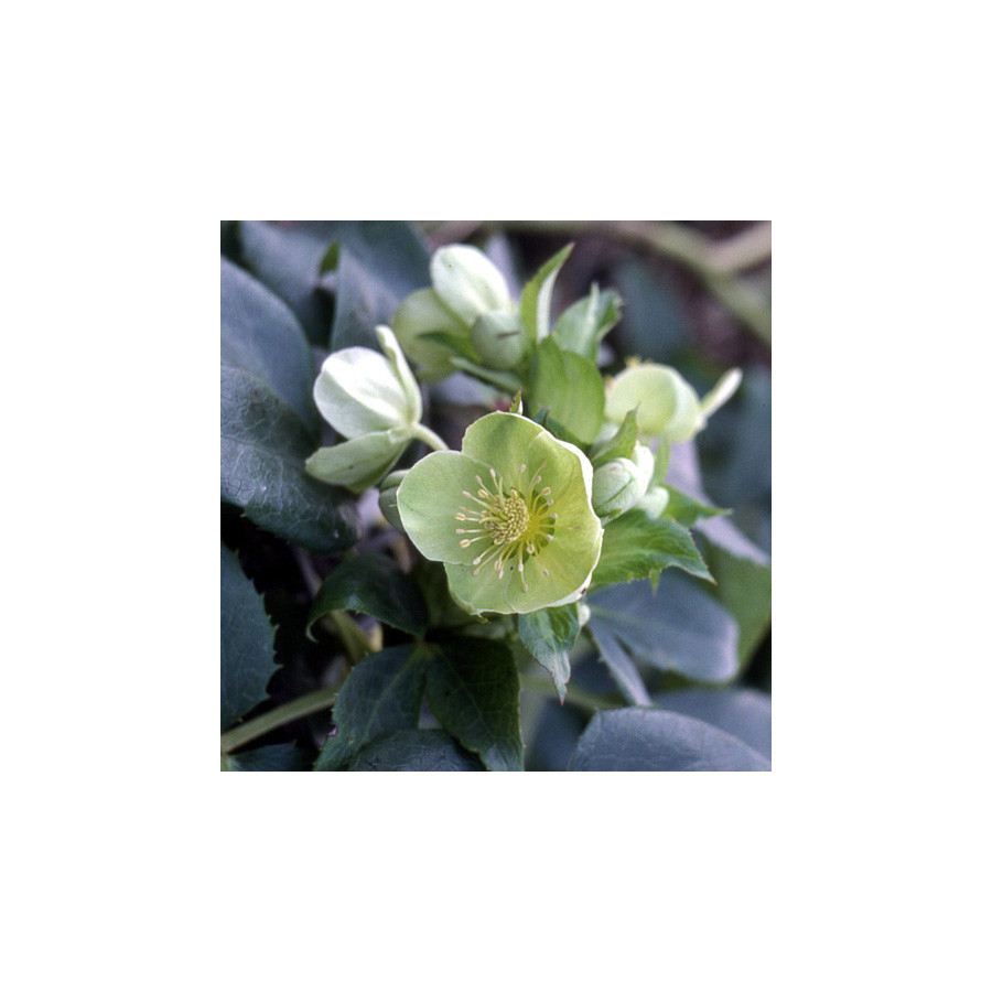 Plantes Vivaces HELLEBORUS argutifolius - Hellébore de Corse en vente - Pépinière Lepage .