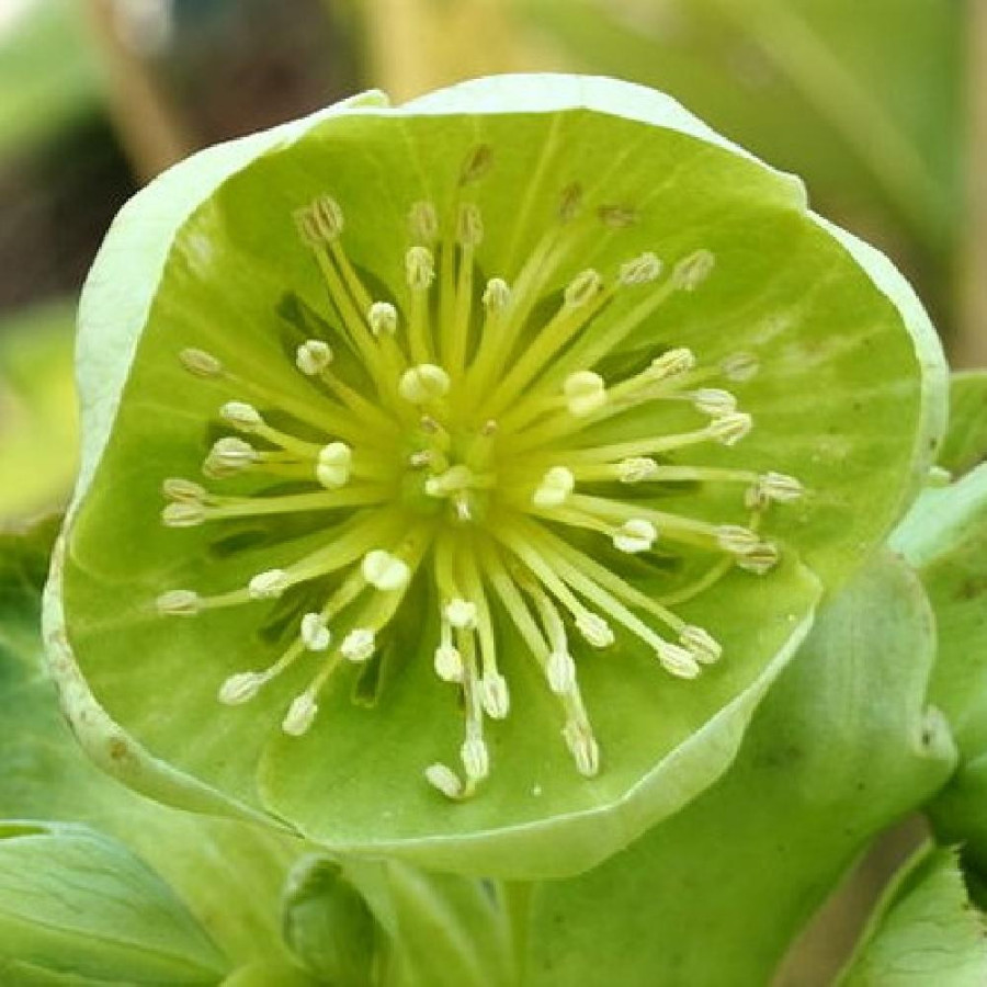 Plantes Vivaces HELLEBORUS argutifolius - Hellébore de Corse en vente - Pépinière Lepage .