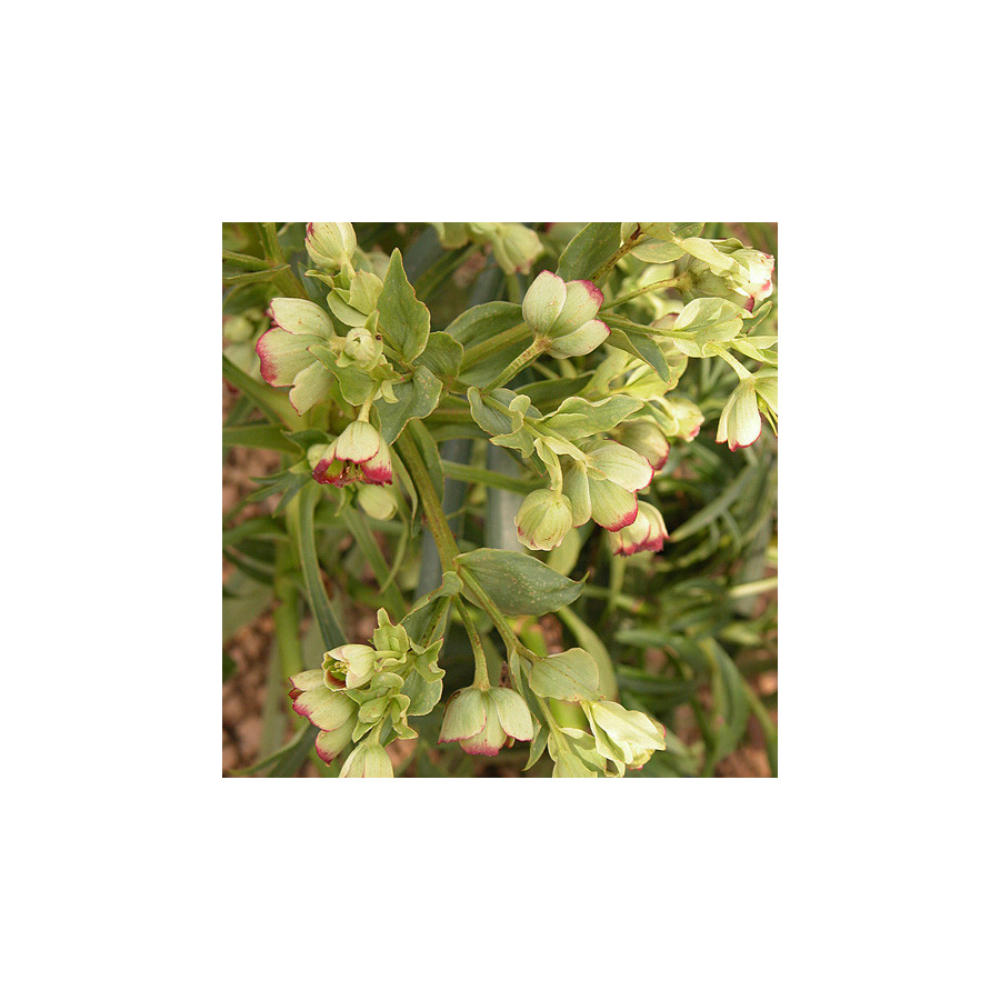 Plantes Vivaces HELLEBORUS foetidus - Hellébore en vente - Pied de Griffon en vente - Pépinière Lepage .