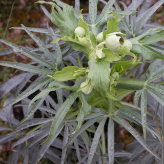 Plantes Vivaces HELLEBORUS foetidus - Hellébore en vente - Pied de Griffon en vente - Pépinière Lepage .