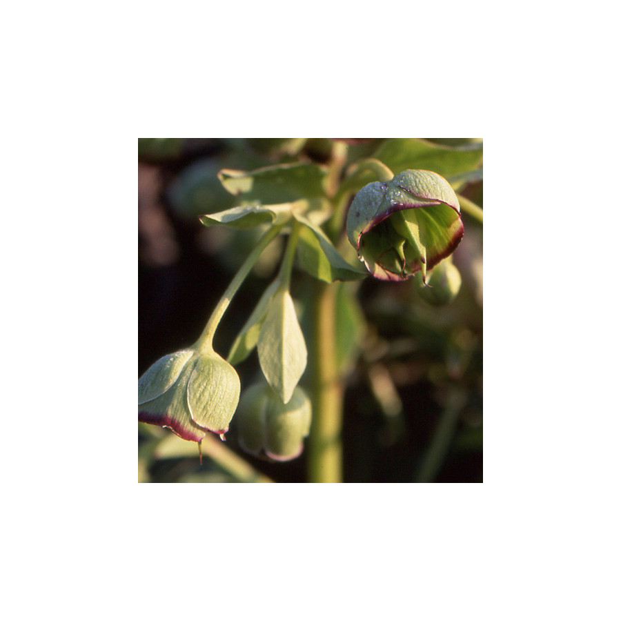 Plantes Vivaces HELLEBORUS foetidus 'Wester Flisk' - Hellébore en vente - Pied de Griffon en vente - Pépinière Lepage .