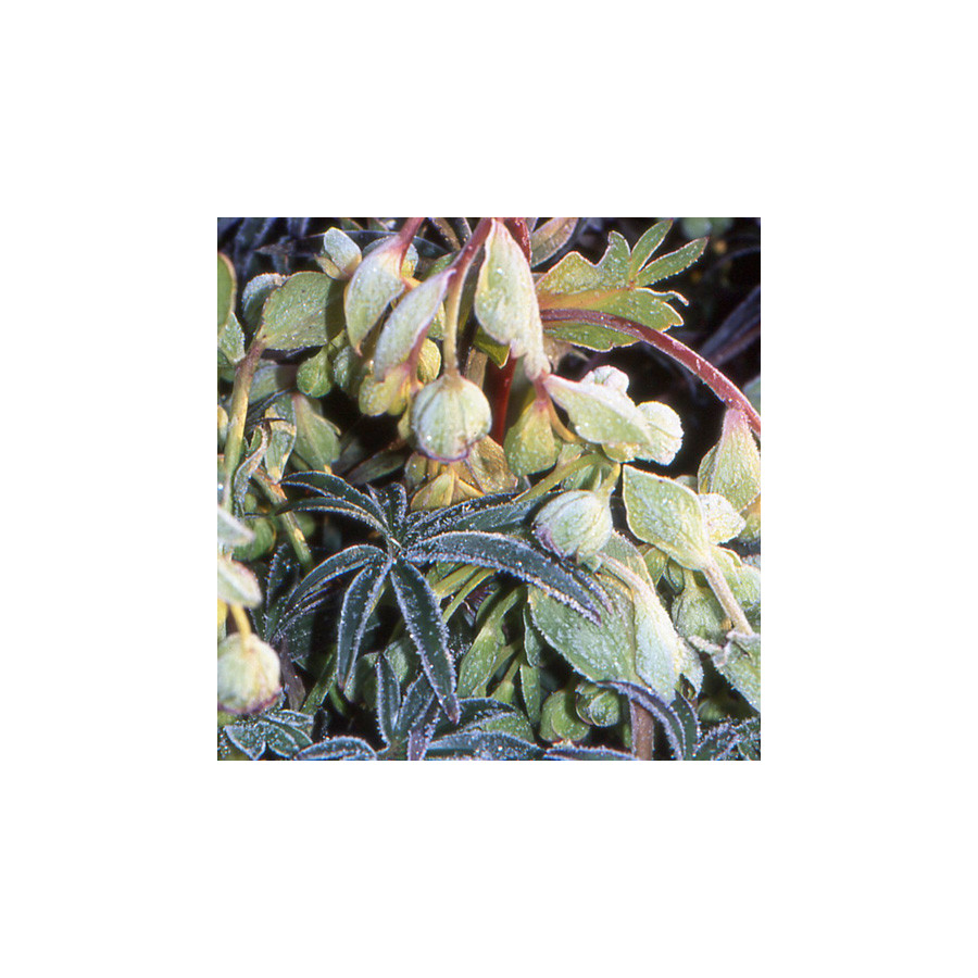 Plantes Vivaces HELLEBORUS foetidus 'Wester Flisk' - Hellébore en vente - Pied de Griffon en vente - Pépinière Lepage .